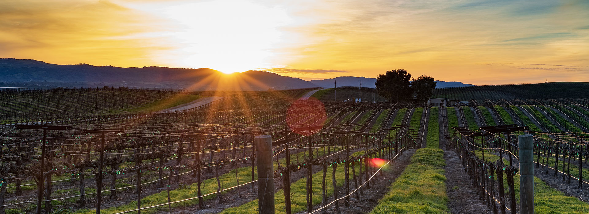 Winter vineyard with sun setting in the background