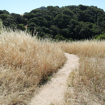 dirt pathway through a grassland