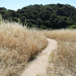A narrow dirt path winds through tall dry grass toward a forested hill under a clear sky, hinting at the importance of land management practices to reduce wildfire damage.