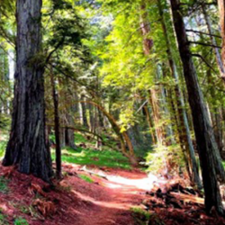 Sunlit forest trail winding through tall trees with green foliage, a dirt path covered in reddish leaves—a testament to thoughtful forest management California practices.