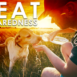 Man giving water to a dog in a sunny field with text Heat Preparedness in large letters, sharing tips and tools to stay cool during extreme heat.
