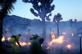Two firefighters putting out flames near joshua trees in smoky park