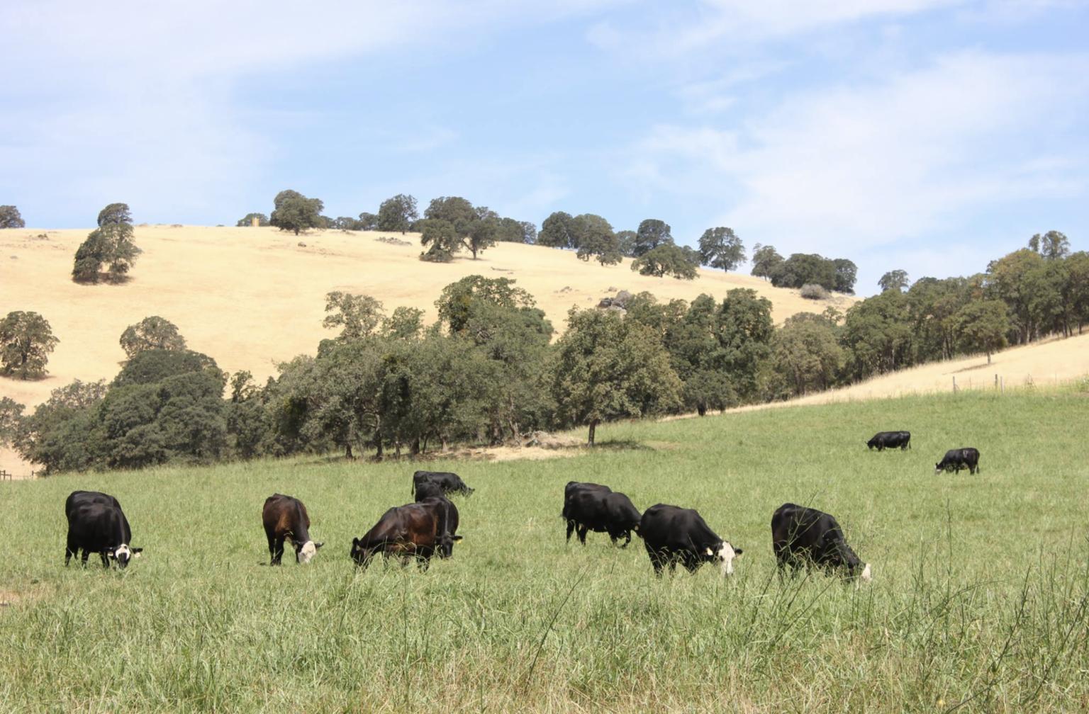 cattle grazing on a grassland with dry hillsides in the disatance