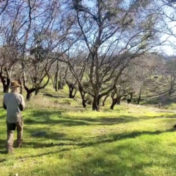 A person in a hat walks through a grassy area with leafless trees under a clear blue sky, reflecting the positive changes made possible by forest health grants like the CAL FIRE Grant.