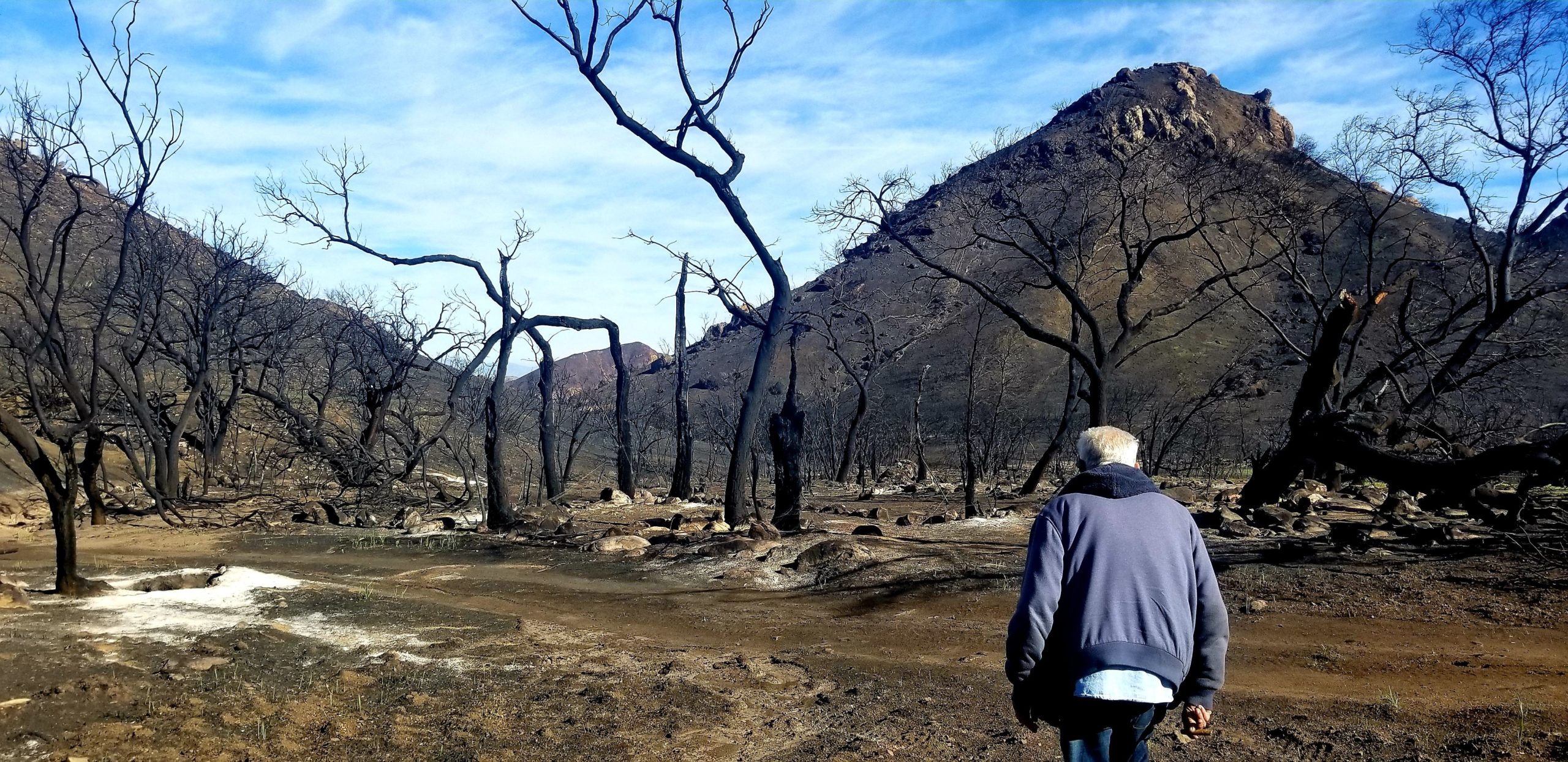 Man walking among a burned landscape/