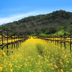 Rows of grapevines in a vineyard with yellow wildflowers and a green hill under a clear blue sky.