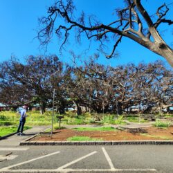 A person stands on a sidewalk near large, leafless trees under a bright blue sky.
