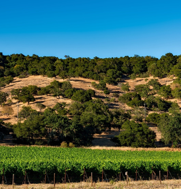vineyard-1597722_1920 vineyard-1597722_1920
