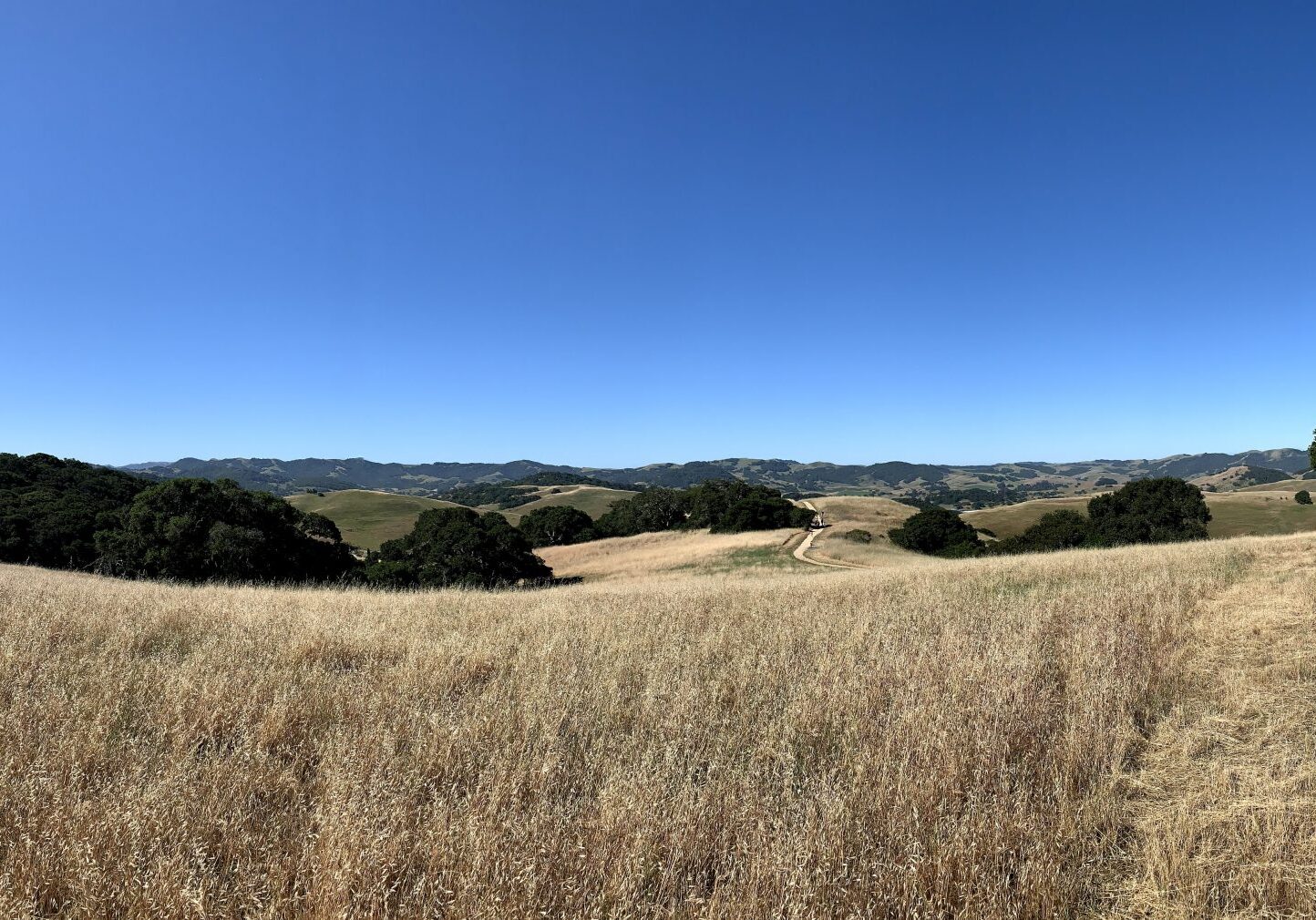 panoramic photo taken standing on a high point of an open grassy area with gentle rolling hills of a golden/tan color a few green old oak trees in the distnce and a very blue cloudless sky
